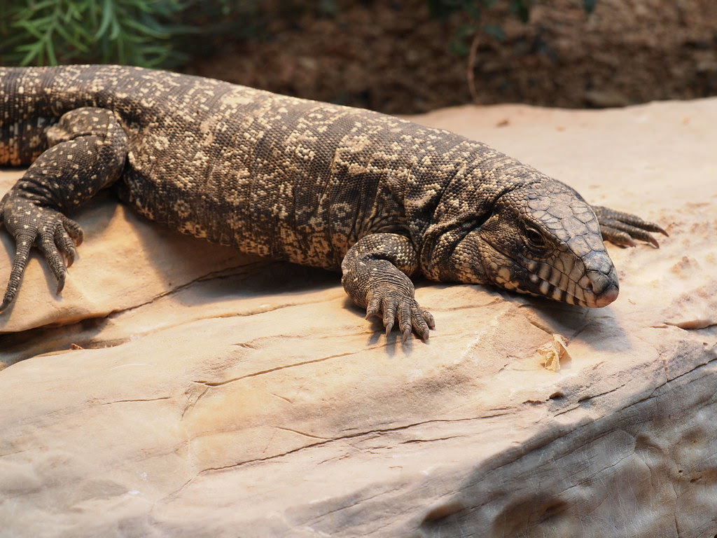 4 Best Pet Lizards - ClubFauna