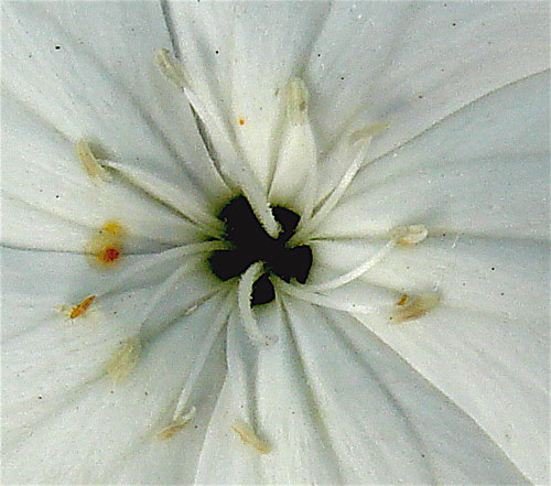 The Flower Vortex