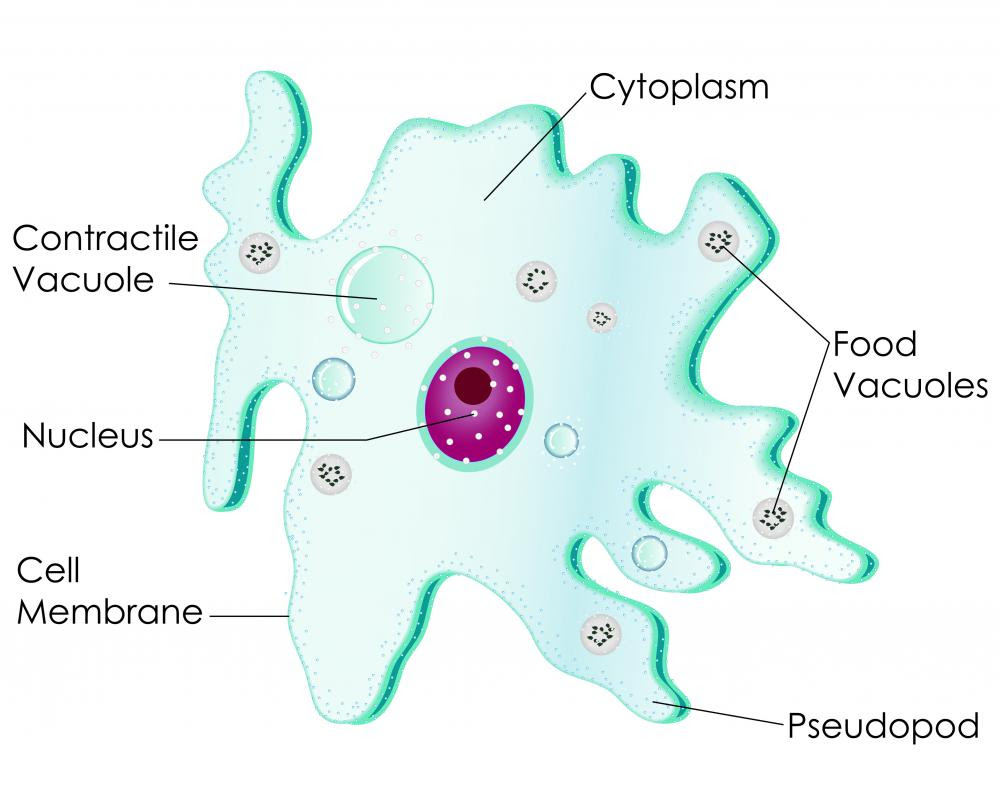 12+ Diagram Of An Amoeba