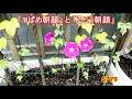 上 る こう 朝顔 110969-るこう朝顔