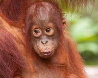 Stop Orangutan Slaughter in Borneo
