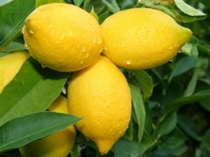Manfaat lemon