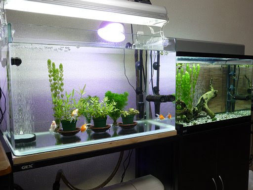 金魚水槽で水草を育ててみる 金魚飼育のブログ 楽天ブログ