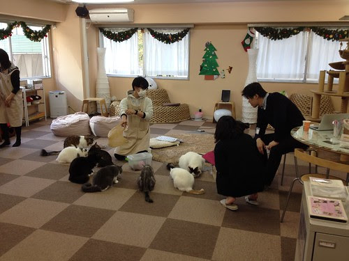 Cat Cafe Tokyo