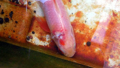 雑記 鴨 池の金魚が穴あき病に グロ注意