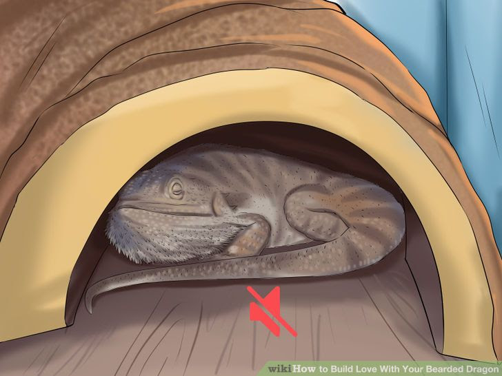 Build Love With Your Bearded Dragon Step 11.jpg