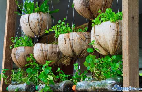 Daur ulang barang bekas untuk kebun vertikal Daur ulang barang bekas untuk kebun vertikal