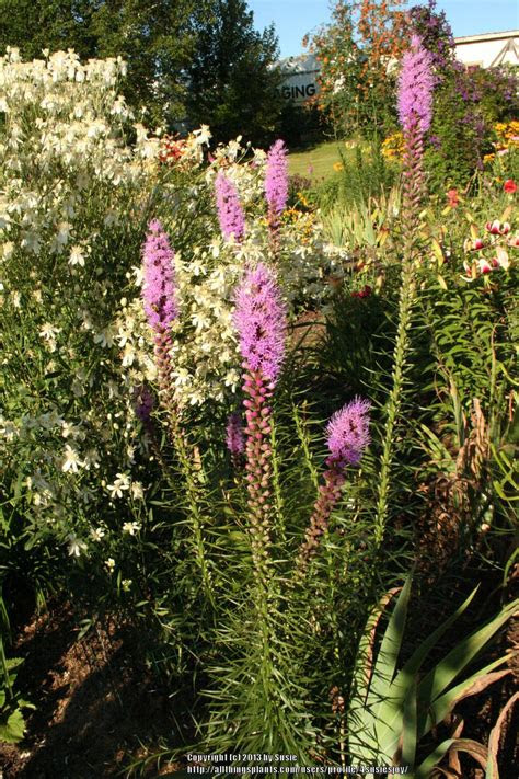 At first glance, the desert may seem like an endless swath of lifeless land. Prairie Blazing Star (Liatris pycnostachya) in the