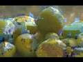 Série Cerrado - Ep.3 - O valor nutritivo das frutas