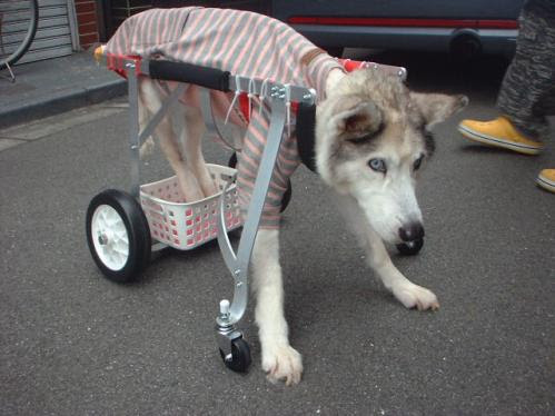 フントのくるまいすやさん 仙台 チビ太の車いす取り次ぎサービス 犬用くるまいす チビ太の車いす