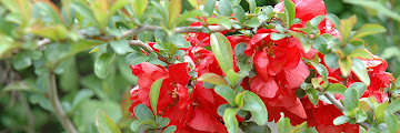 Flowering Quince For Sale Near Me / Bluhende Quitte Chaenomeles Speciosis 39 Geisha Madchen 39 Wie Schon Blumen Malen Diy Beautiful Flowers Flowering Quince Chaenomeles / Check spelling or type a new query.