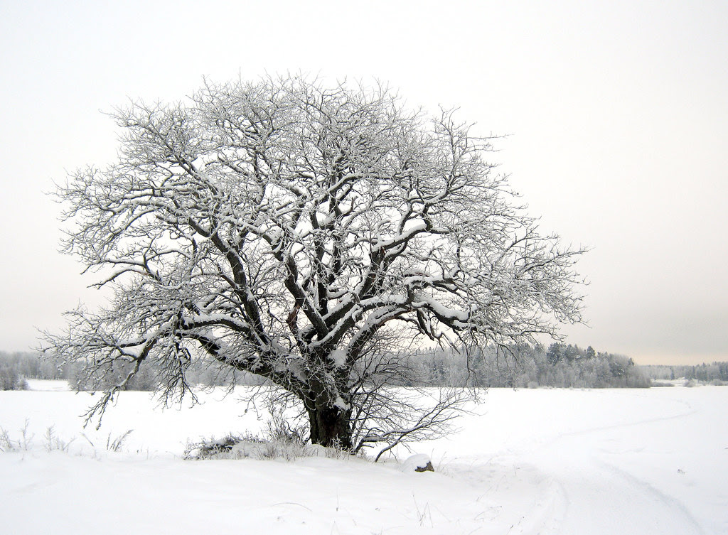 That Old Tree