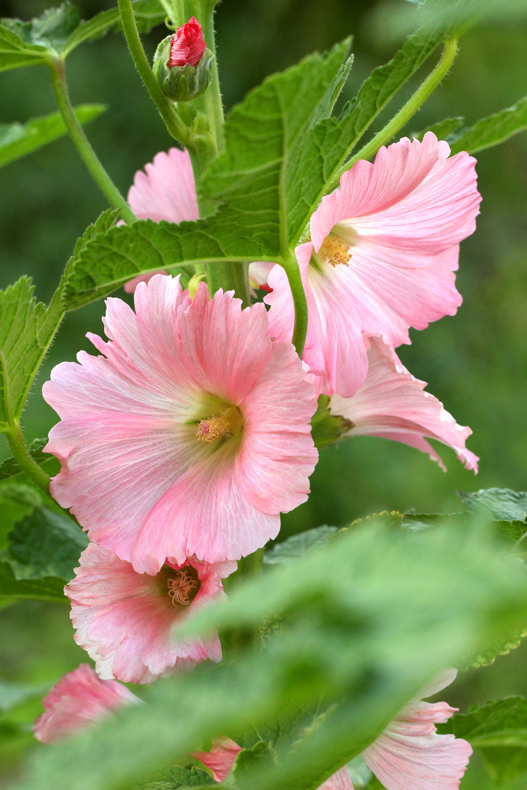 お花の写真集 タチアオイ 立葵