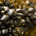 Shells