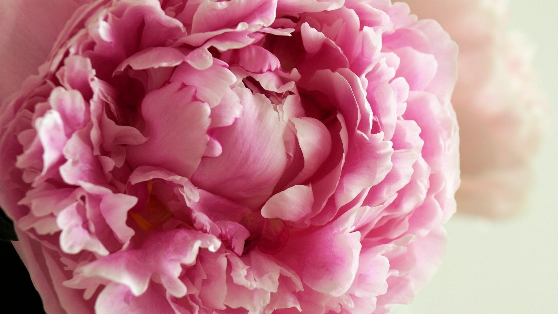 Download Free Peony Backgrounds Download | PixelsTalk.Net