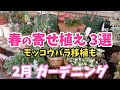 25 ++ 2 月 寄せ 植え 947100-2 月 寄せ 植え