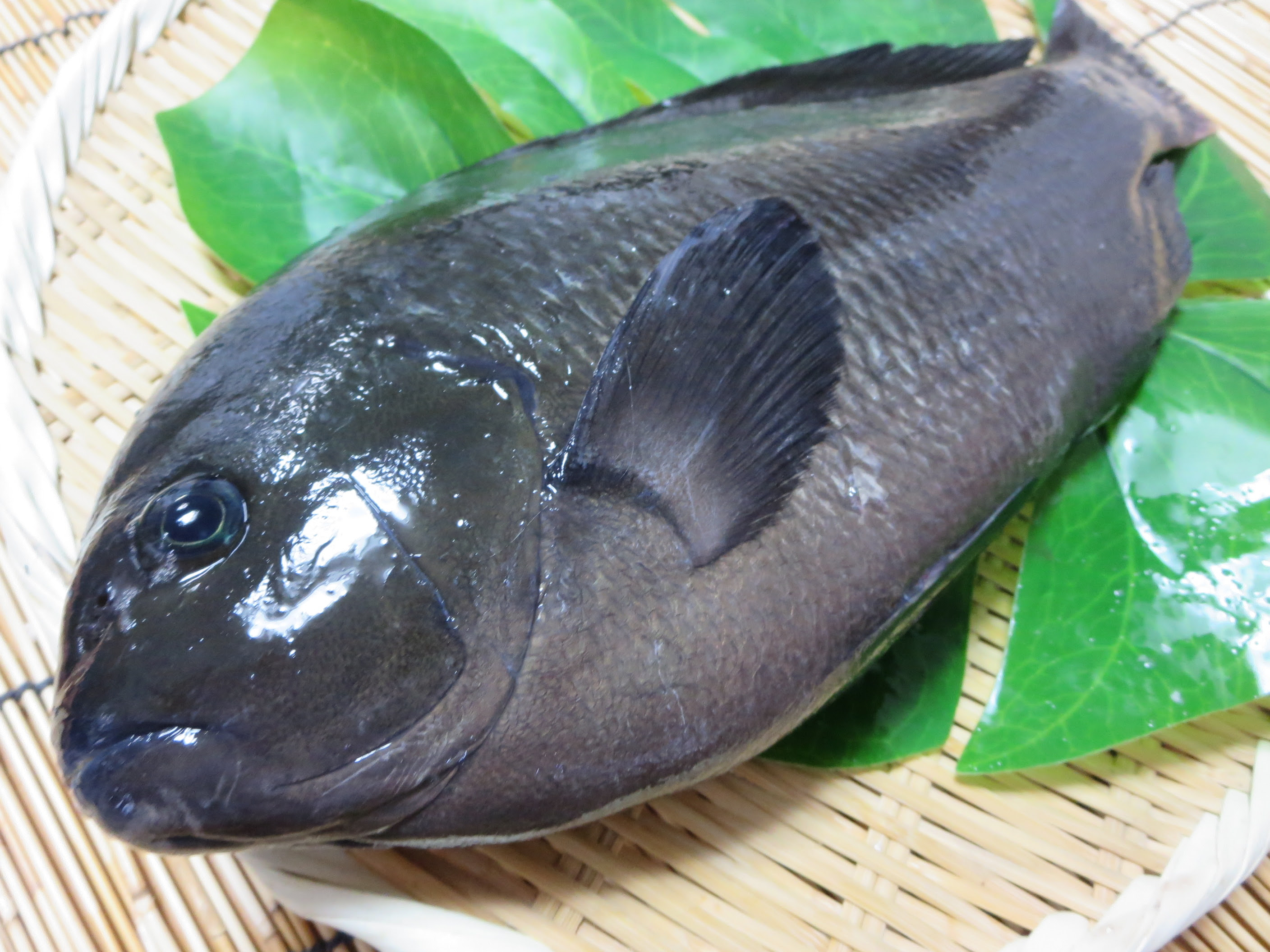漁師さん直送市場 家庭用 鮮魚通販 漁師さんが今朝獲れた鮮魚を産地直送
