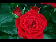 Terpopuler 23+ Ros Bunga Mawar