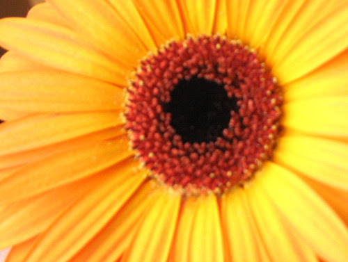 herbera