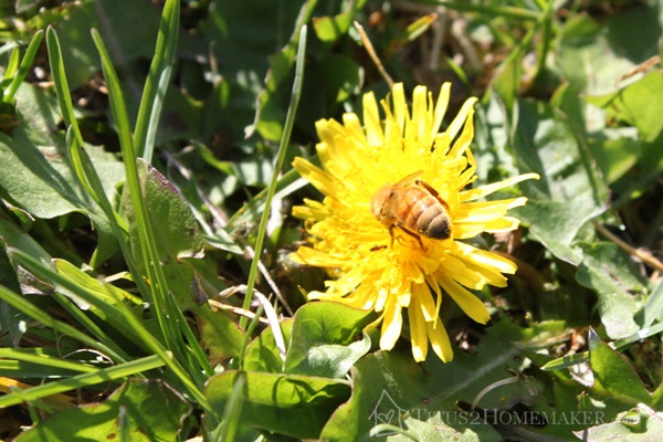 (bee on a dandelion) Learn to appreciate your 