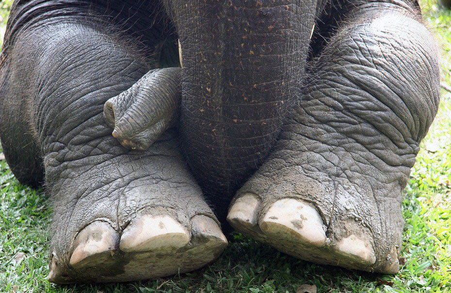 Meet the Elephant