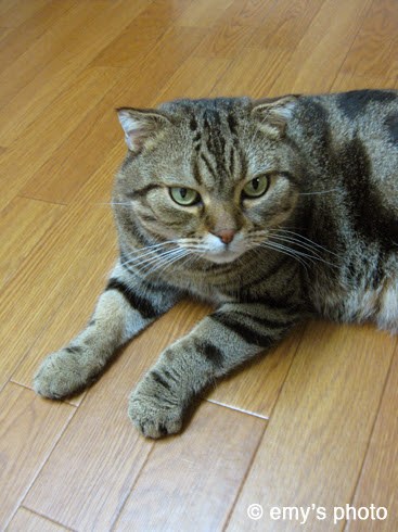 $極楽手帳～写真家＆タロット鑑定士EMYのブログ