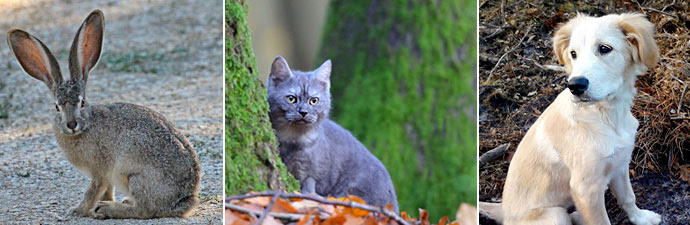 Giftsumach giftig für Haustiere wie Hund und Katze?