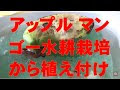 選択した画像 マンゴー 水���栽培 やり方 180083-マンゴ��� 水耕栽培 やり方
