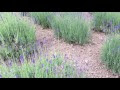 200以上 北海道 6月 花 紫 151287