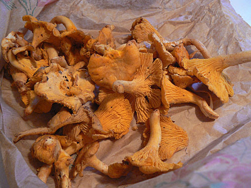 girolles.jpg