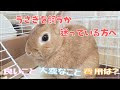 [コンプリート！] ウサギ 飼育費用 638082