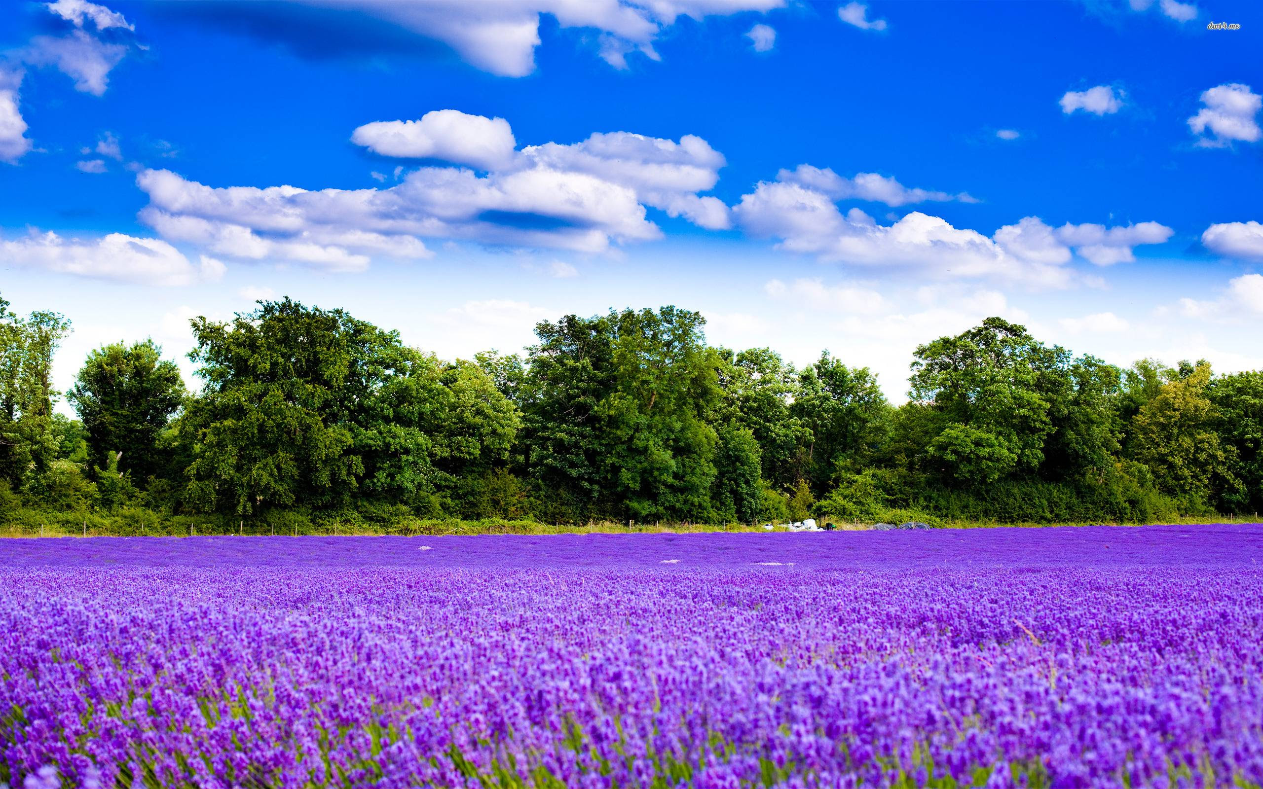 Lavender Flower Wallpapers Wallpaper Cave Lavender Flower Wallpapers Wallpaper Cave