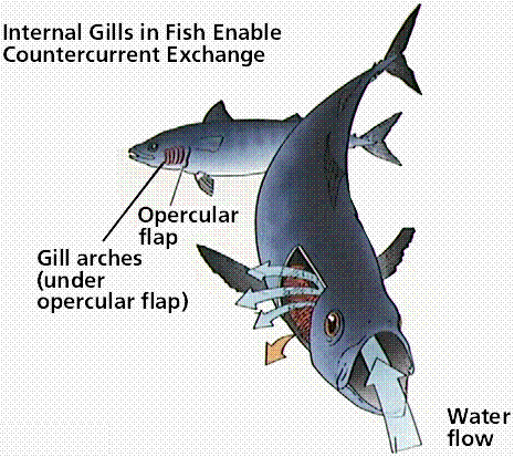 Sistem  Pernapasan pada Ikan