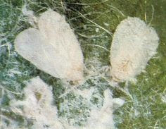 Whiteflies: How to identify and get rid of garden white flies