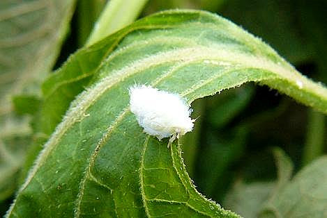 畑の小さな仲間たち オケラも居た 手作り野菜と料理を楽しむ夫婦のケンカ日記