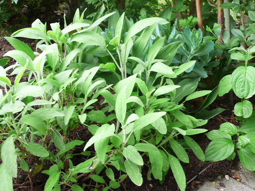Sage