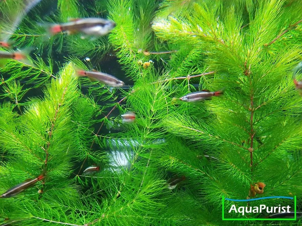 植物会说话 金鱼藻的水下烟花大会 乐园