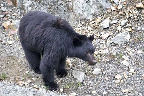 black bear
