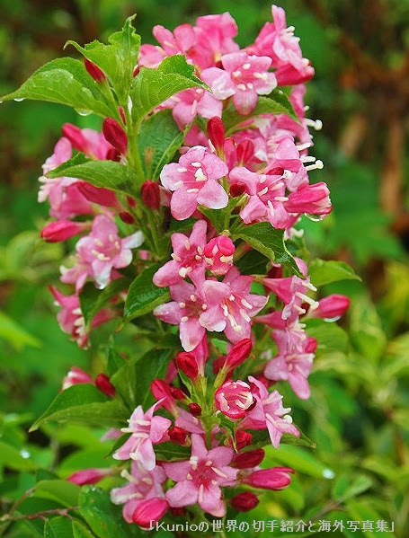 花の写真 夏の花と果実と野菜の花や芽 2 2
