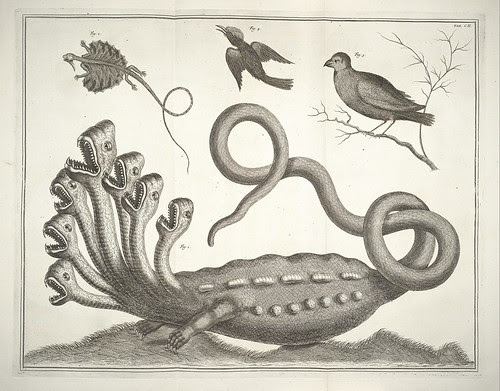 7-headed hydra : Albertus Seba