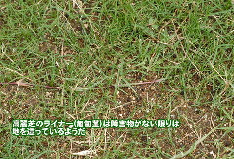 芝生日記 まんじゅうなんかこわくない
