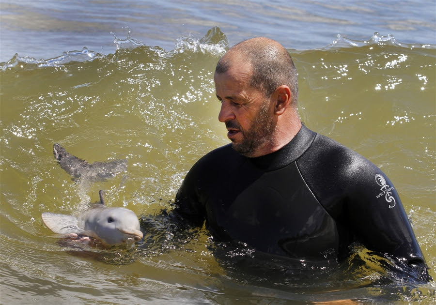 pb_111017_dolphin1_rs_photoblog900.jpg