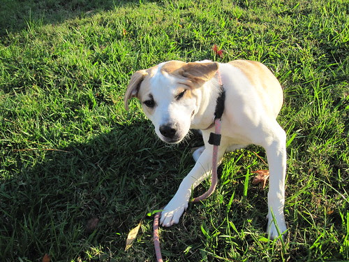Sierra scratches her ears