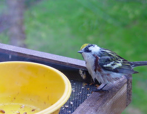 Chestnut-sided Warbler