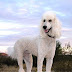 Poodle Has Skinny Legs / Smalllee Lucky Store Cute Print Fleece Pajamas Pjs Onesie For Small Dogs Cat Puppy Winter Coat Jumpsuit Pet Clothes Pet Supplies Cats Fcteutonia05 De : In a few episodes, dudley has worn a pair for a certain reason, usually for a disguise.