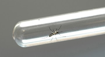 Paraná promove mobilização contra o mosquito da dengue nesta quarta-feira, 09/12. Curitiba, 08/12/2015 Foto: Venilton Kuchler / ANPr