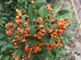 Apple iPhone 7 12MP camera samples - Apple iPhone 7 review