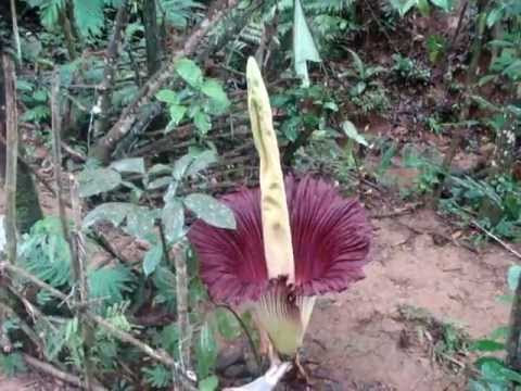 Amorphophalus titanum, si cantik si bunga bangkai - YouTube