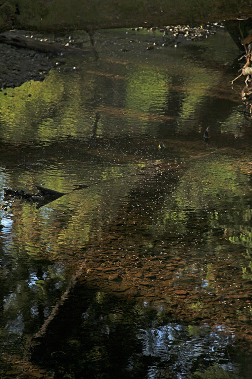 bugs and Son-i-Hat Creek, Kasaan, Alaska