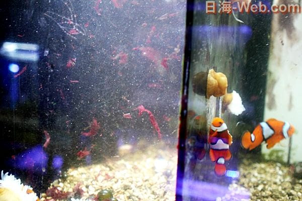 水槽掃除の際 汚れが舞ったにしても 水槽掃除について 海水魚のパイオニア 日海センター 日海フィッシュコム